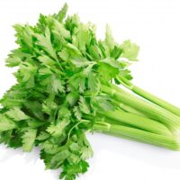 CELERY