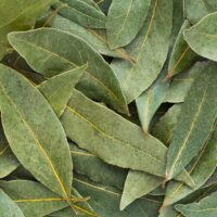 bay leaf