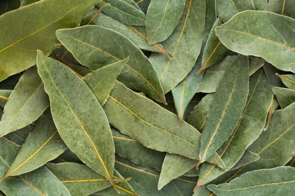 bay leaf